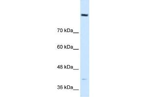 Cobl-Like 1 antibody used at 0. (COBLL1 antibody  (N-Term))