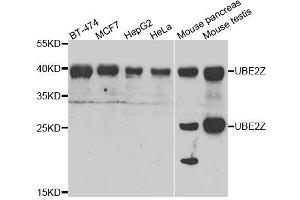 Western blot analysis of extracts of various cell lines, using UBE2Z antibody. (UBE2Z antibody  (AA 115-354))