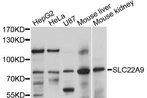 Western blot analysis of extracts of various cell lines, using SLC22A9 antibody (ABIN5998838) at 1/1000 dilution. (SLC22A9 antibody)