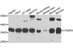 Western blot analysis of extracts of various cell lines, using CYB5R3 antibody (ABIN5995504) at 1/1000 dilution. (CYB5R3 antibody)