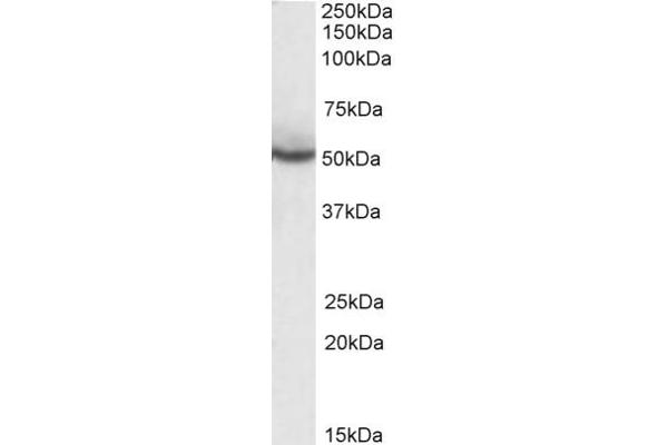 PPARD antibody  (C-Term)