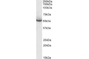 ABIN185282 (0. (PPARD antibody  (C-Term))
