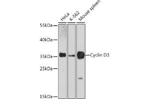 Western blot analysis of extracts of various cell lines, using Cyclin D3 antibody (ABIN6127731, ABIN6138087, ABIN6138088 and ABIN7101345) at 1:3000 dilution. (Cyclin D3 antibody  (AA 201-292))
