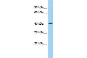 Host: Rabbit Target Name: GPR25 Sample Type: Placenta lysates Antibody Dilution: 1. (GPR25 antibody  (Middle Region))