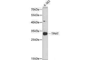Western blot analysis of extracts of K562 cells using TPMT Polyclonal Antibody at dilution of 1:1000. (TPMT antibody)