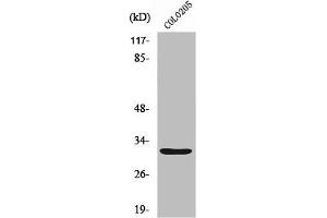 Neurexophilin 4 anticorps  (C-Term)