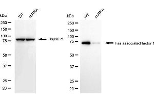Western blotting analysis using fas associated factor 1 antibody (ABIN7798576). (FAF1 antibody)
