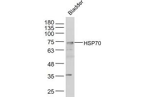 Mouse bladder lysates probed with HSP70 Polyclonal Antibody, Unconjugated  at 1:300 dilution and 4˚C overnight incubation. (HSP70 antibody  (AA 481-534))