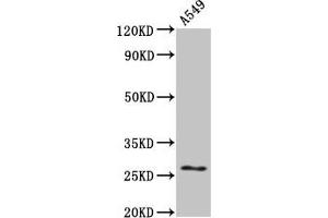 Western Blot Positive WB detected in: A549 whole cell lysate All lanes: HSPB1 antibody at 4 μg/mL Secondary Goat polyclonal to rabbit IgG at 1/50000 dilution Predicted band size: 23 kDa Observed band size: 27 kDa (HSP27 antibody  (AA 108-205))