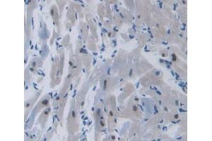 Used in DAB staining on fromalin fixed paraffin- embedded heart tissue