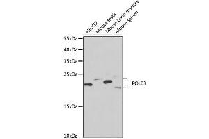 Western blot analysis of extracts of various cell lines, using POLE3 antibody (ABIN2564610) at 1:1000 dilution. (POLE3 antibody)