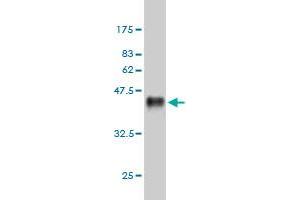 Western Blot detection against Immunogen (37. (NFKB1 antibody  (AA 860-969))
