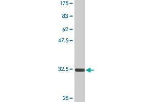 TGIF2 antibody  (AA 114-175)