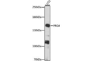 Western blot analysis of extracts of LO2 cells, using PRG4 antibody (ABIN6294151) at 1:1000 dilution.