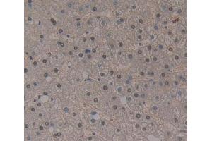 Used in DAB staining on fromalin fixed paraffin- embedded liver tissue (THYN1 antibody  (AA 1-225))