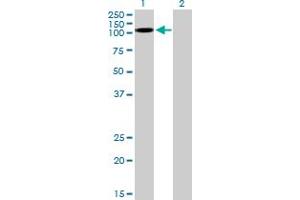 Western Blot analysis of KSR2 expression in transfected 293T cell line by KSR2 MaxPab polyclonal antibody. (KSR2 antibody  (AA 1-829))