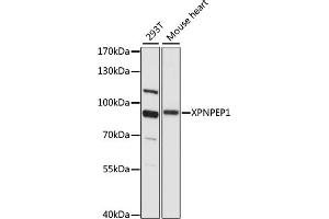 Western blot analysis of extracts of various cell lines, using XPNPEP1 antibody (ABIN7271402) at 1:1000 dilution. (XPNPEP1 antibody  (AA 44-240))