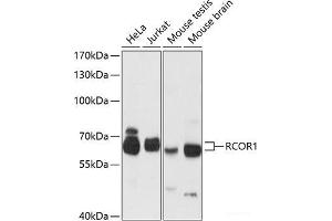 Western blot analysis of extracts of various cell lines using RCOR1 Polyclonal Antibody at dilution of 1:3000. (CoREST antibody)