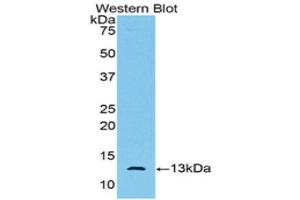 Western Blotting (WB) image for anti-Anti-Mullerian Hormone (AMH) (AA 447-553) antibody (ABIN1857977) (AMH antibody  (AA 447-553))