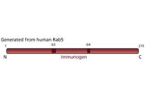 Image no. 4 for anti-RAB5A, Member RAS Oncogene Family (RAB5A) (AA 1-215) antibody (ABIN967882) (RAB5 antibody  (AA 1-215))