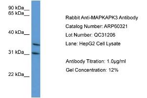 WB Suggested Anti-MAPKAPK3  Antibody Titration: 0. (MAPKAP Kinase 3 antibody  (C-Term))
