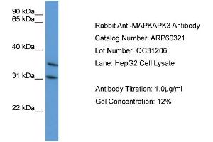 WB Suggested Anti-MAPKAPK3  Antibody Titration: 0.
