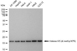 Western blotting analysis using Histone H3 (di methyl K79) antibody (ABIN7798956).