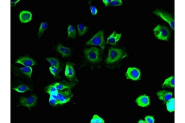 MS4A4A antibody  (AA 1-64)