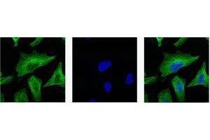 Immunofluorescence (IF) analysis of HeLa with antibody (Left) and DAPI (Right) diluted at 1:100.