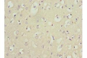 Immunohistochemistry of paraffin-embedded human brain tissue using ABIN7165131 at dilution of 1:100 (Nerve Growth Factor Receptor (TNFRSF16) Associated Protein 1 (NGFRAP1) (AA 1-111) antibody)