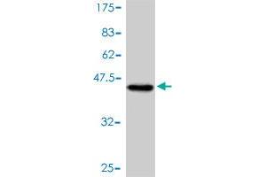 Western Blot detection against Immunogen (37 KDa) . (CTCF antibody  (AA 1-100))