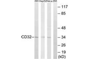 Western blot analysis of extracts from 293/HepG2/HeLa cells, treated with PMA 125ng/ml 30', using CD32 (Ab-292) Antibody. (Fc gamma RII (CD32) (AA 277-326) antibody)
