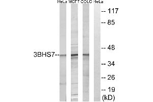Western blot analysis of extracts from HeLa cells, MCF-7 cells and COLO cells, using HSD3B7 antibody.