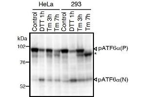 Western Blotting (WB) image for anti-Activating Transcription Factor 6 (ATF6) (N-Term) antibody (ABIN2451924) (ATF6 antibody  (N-Term))