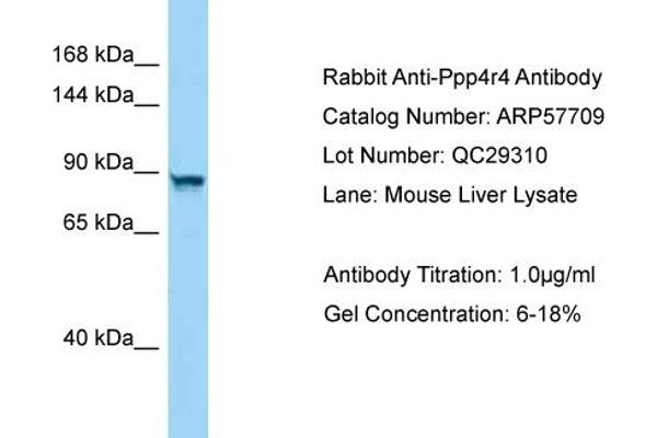 PPP4R4 antibody  (C-Term)