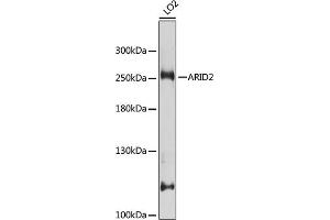 Western blot analysis of extracts of LO2 cells, using  antibody (ABIN6129942, ABIN6137100, ABIN6137101 and ABIN7101827) at 1:1000 dilution.