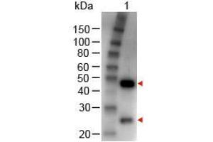 Western Blot of Rabbit anti-GOAT IgG (H&L) Antibody Peroxidase Conjugated Lane 1: Goat IgG Load: 100 ng per lane Secondary antibody: GOAT IgG (H&L) Antibody Peroxidase Conjugated at 1:1,000 for 60 min at RT Block: ABIN925618 for 30 min at RT