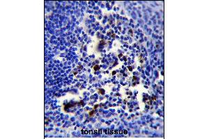 POU2AF1 Antibody (N-term) (ABIN653040 and ABIN2842654) immunohistochemistry analysis in formalin fixed and paraffin embedded human tonsil tissue followed by peroxidase conjugation of the secondary antibody and DAB staining. (POU2AF1 antibody  (N-Term))