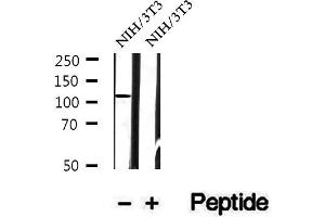 Western blot analysis of extracts of NIH/3T3 cells, using Phospho-PKD2(Ser812) Antibody.