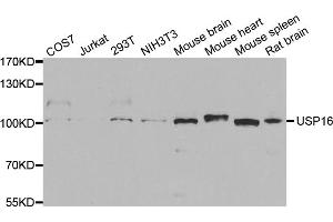 Western blot analysis of extracts of various cell lines, using USP16 antibody.