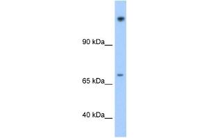 FAM129A antibody used at 1. (Niban antibody  (N-Term))
