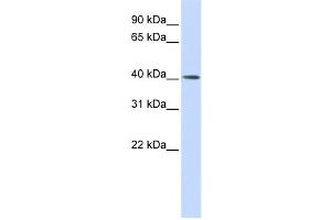 Western Blotting (WB) image for anti-Matrix Metalloproteinase 20 (MMP20) antibody (ABIN2459028) (MMP20 antibody)
