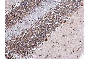 IHC-P Image COUP TF1 antibody [N1], N-term detects COUP TF1 protein at nucleus on mouse hind brain by immunohistochemical analysis. (NR2F1 antibody  (N-Term))