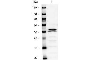 Western Blot of Mouse IgG1 Secondary Antibody Alkaline Phosphatase Conjugated. (Rabbit anti-Mouse IgG1 (Heavy Chain) Antibody (Alkaline Phosphatase (AP)))
