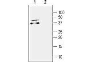 Western blot analysis of mouse brain lysate: - 1. (CDNF antibody  (Mature))