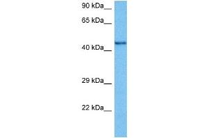Host:  Mouse  Target Name:  CHRNB2  Sample Tissue:  Mouse Testis  Antibody Dilution:  1ug/ml (CHRNB2 antibody  (N-Term))