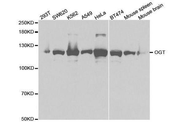 OGT antibody  (AA 857-1036)