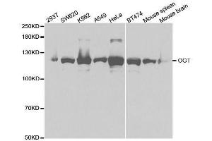 Western blot analysis of extracts of various cell lines, using OGT antibody. (OGT antibody  (AA 857-1036))