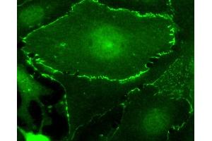 Immunofluorescence (IF) image for anti-Myc Tag antibody (HRP) (ABIN7449524) (Myc Tag antibody  (HRP))