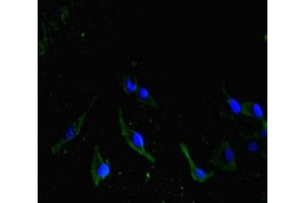 HRPT2 antibody  (AA 74-346)